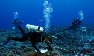 How to Become a Marine Biologist in India? - CoursesXpert